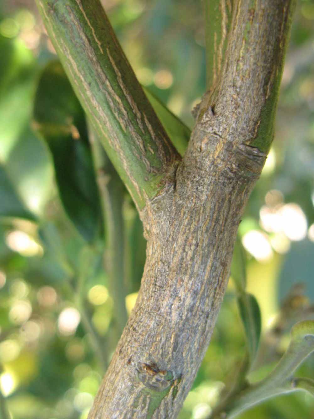              Second - third year twig (Winter Haven, FL)       